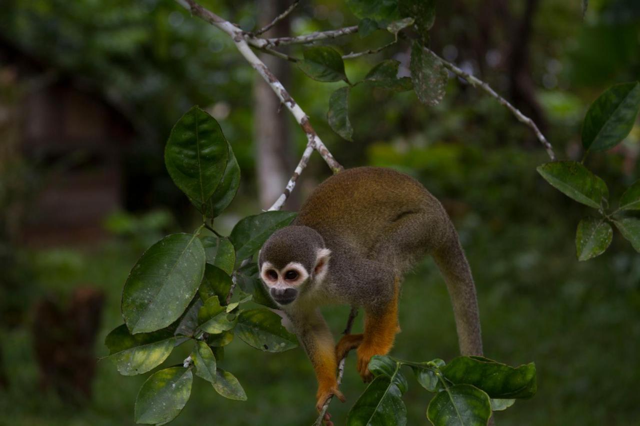 La Ceiba, Amazonas Hotell Leticia Eksteriør bilde