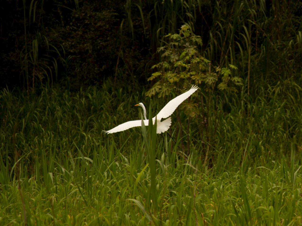 La Ceiba, Amazonas Hotell Leticia Eksteriør bilde